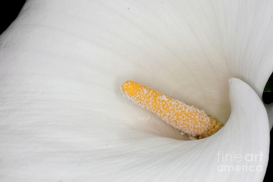 Calla-lily - Zantedeschia aethiopica #1 Photograph by Anthony Totah