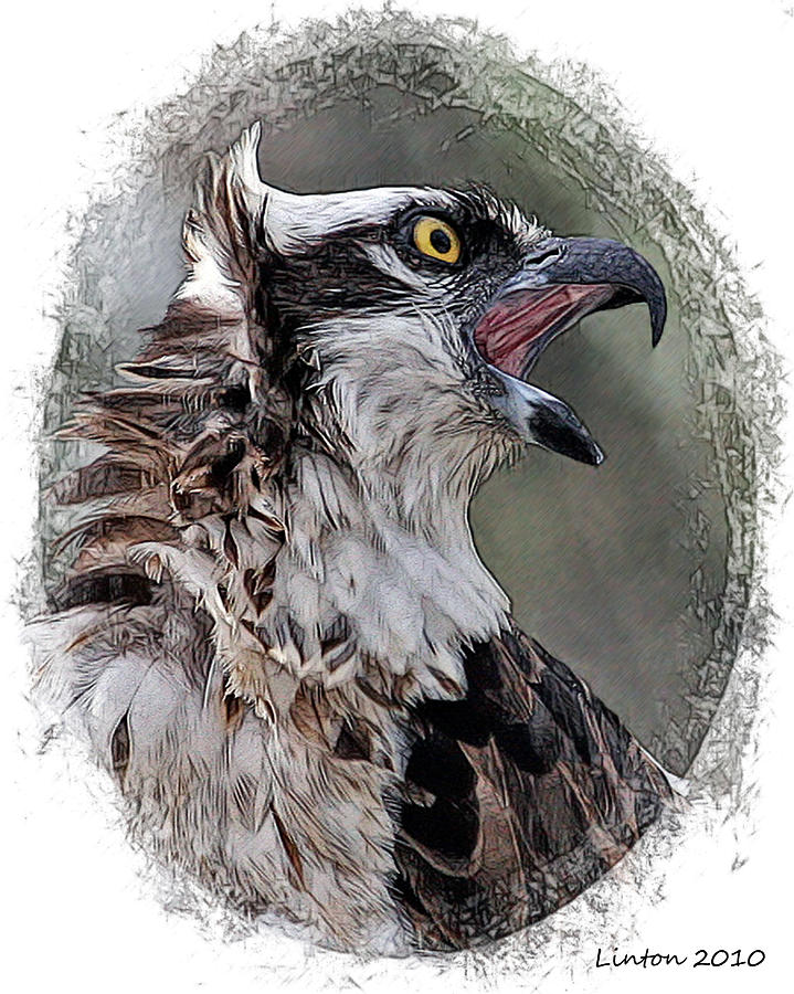 Calling Osprey #1 Digital Art by Larry Linton