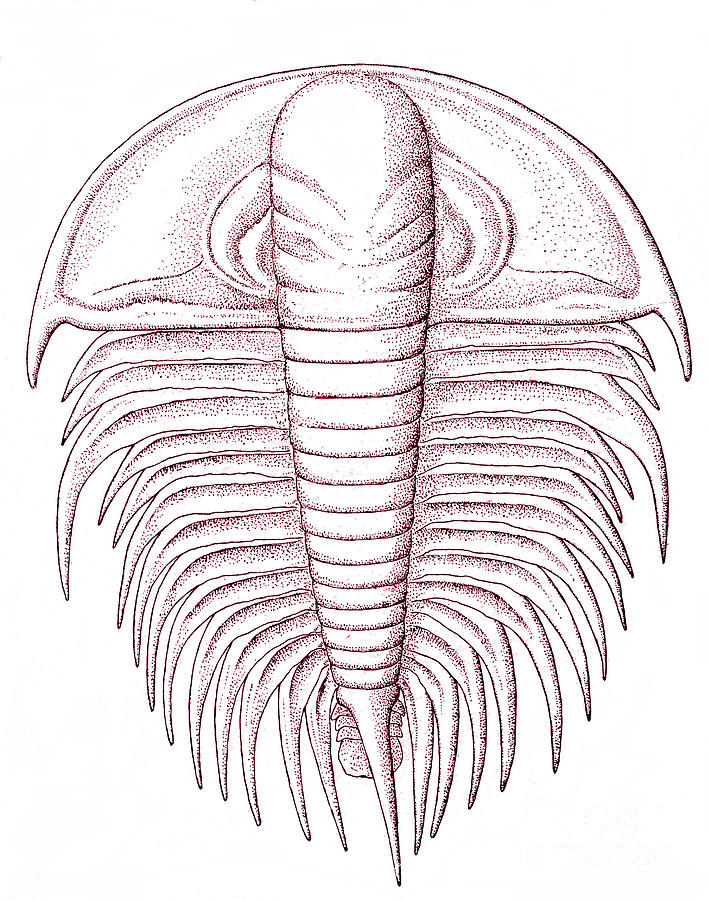 Cambrian Arthropod #1 Photograph by Science Source