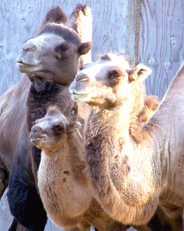 Camel Family  #1 Photograph by Gene Tatroe