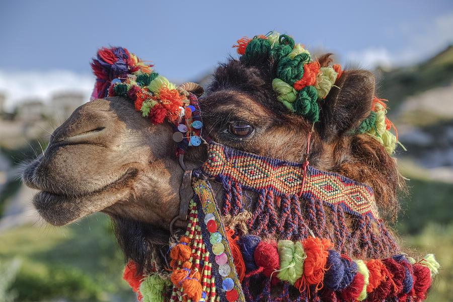 Camel #1 Photograph by Joana Kruse