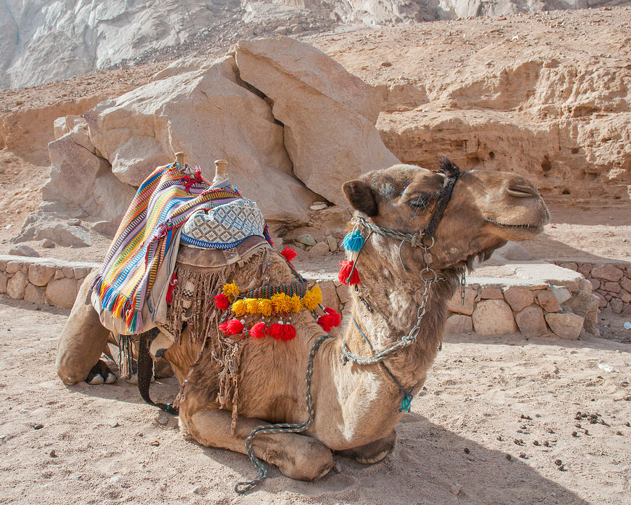 Camel Photograph - Camel Taxi #1 by Roy Pedersen