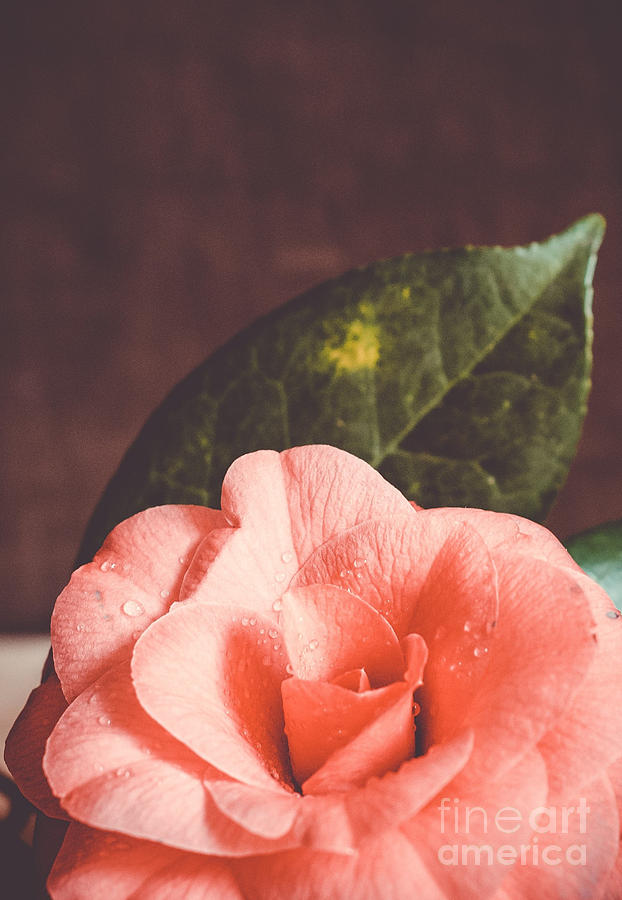 Camellia #1 Photograph by Andrea Anderegg