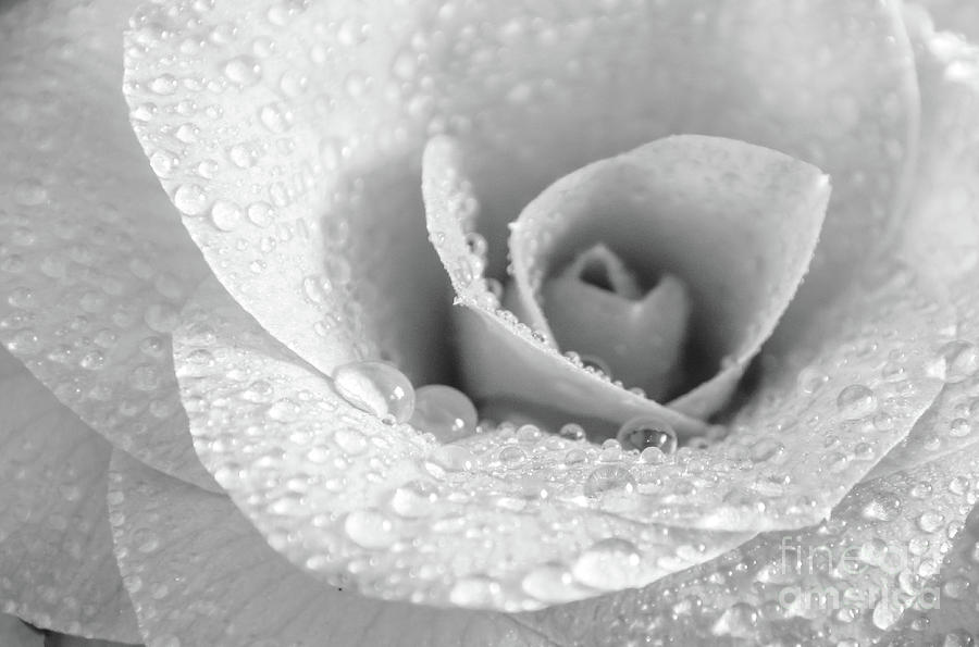 Camellia Black And White Photograph
