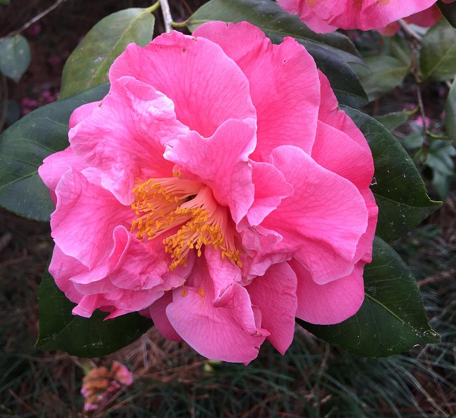 Camellia #1 Photograph by Lessandra Grimley