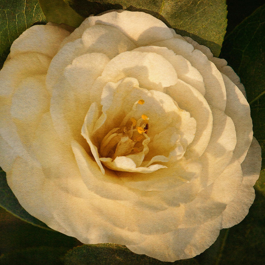 Camellia of White Text #1 Photograph by Theo OConnor