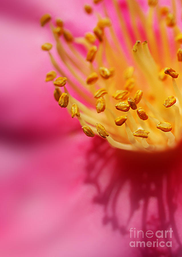 Camellia Stamens #2 Photograph by Judi Bagwell