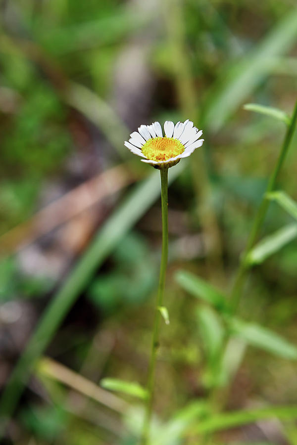 Camomile Close-up On Blurred Background Photograph