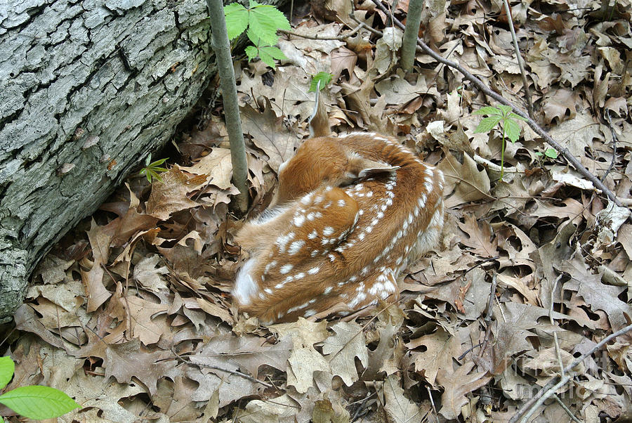 Camouflaged Fawn #1 Photograph by Ted Kinsman