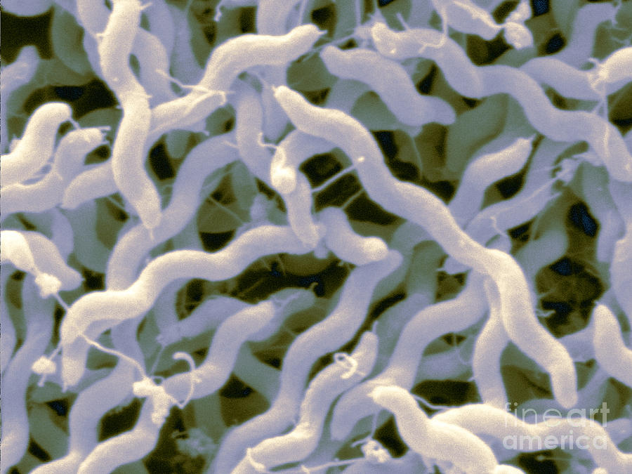 Campylobacter Jejuni #1 Photograph by Scimat