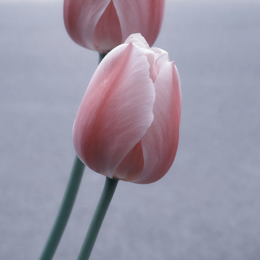Tulip Photograph - 1 Can Haz 2 Lipz by Marcus Hammerschmitt