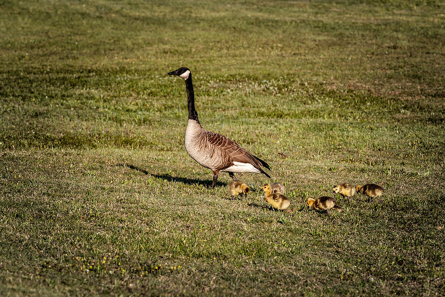 Canada Geese #1 Photograph by Doug Long