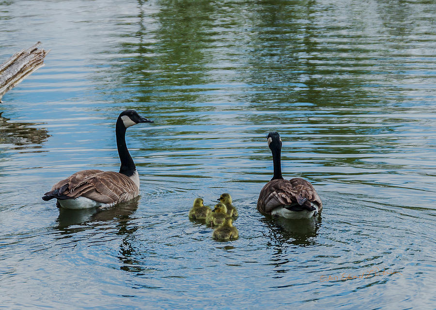 Canada Geese Family Swim #1 Photograph by Ed Peterson