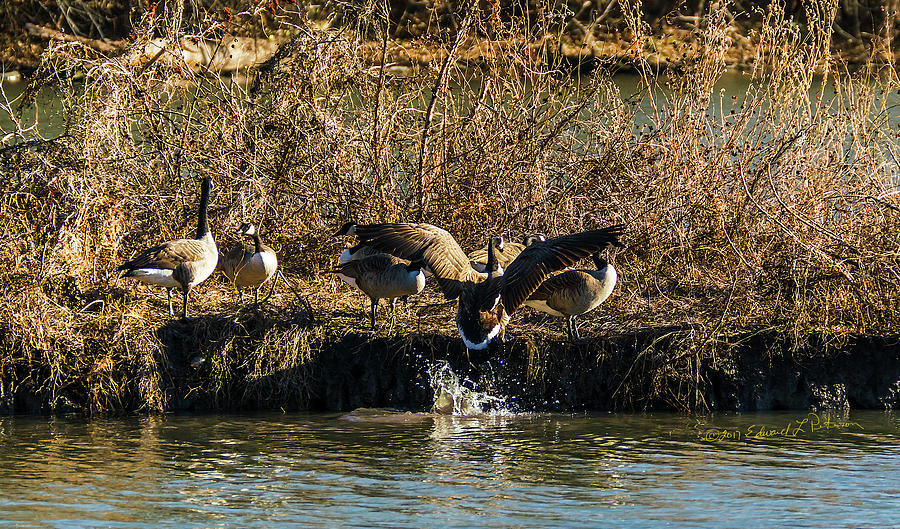 Canada Geese Flap #1 Photograph by Ed Peterson
