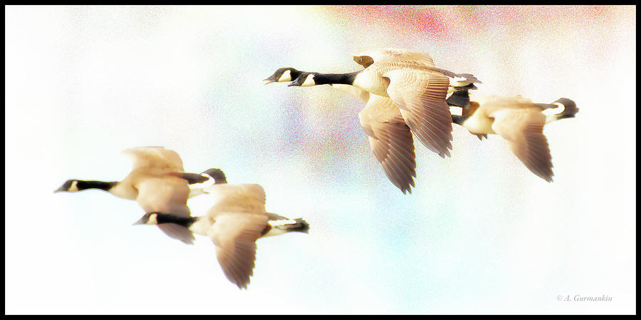 Canada Geese in Flight #1 Digital Art by A Macarthur Gurmankin