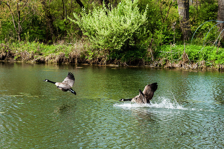 Canada Geese Springtime #1 Photograph by Ed Peterson