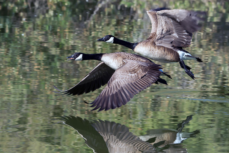 Canada Geese Photograph by Tam Ryan
