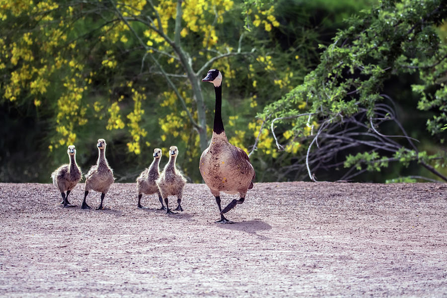 Canada Goose and Goslings 7581-042618-1 #1 Photograph by Tam Ryan
