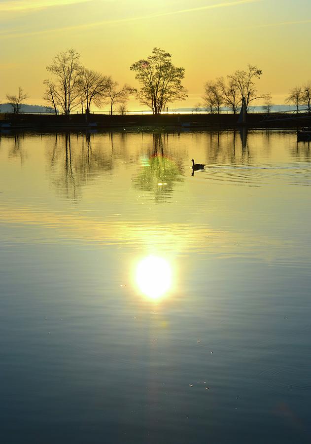 Canada Goose At Sunrise  #1 Photograph by Lyle Crump