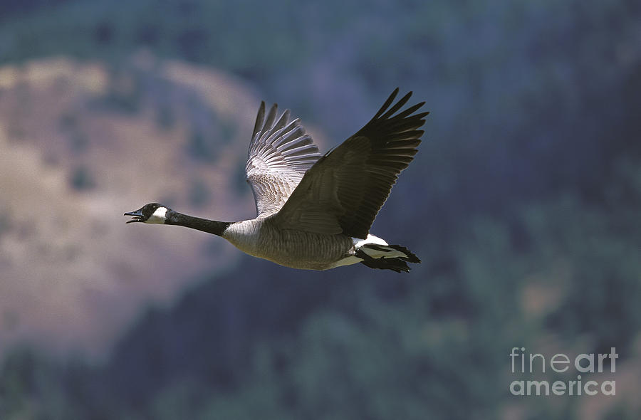 Canada Goose Branta Canadensis 1 by Gerard Lacz