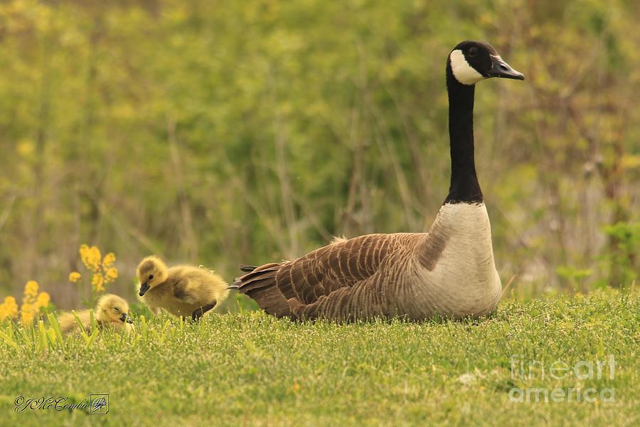 Canada Goose Family #3 Photograph by J McCombie
