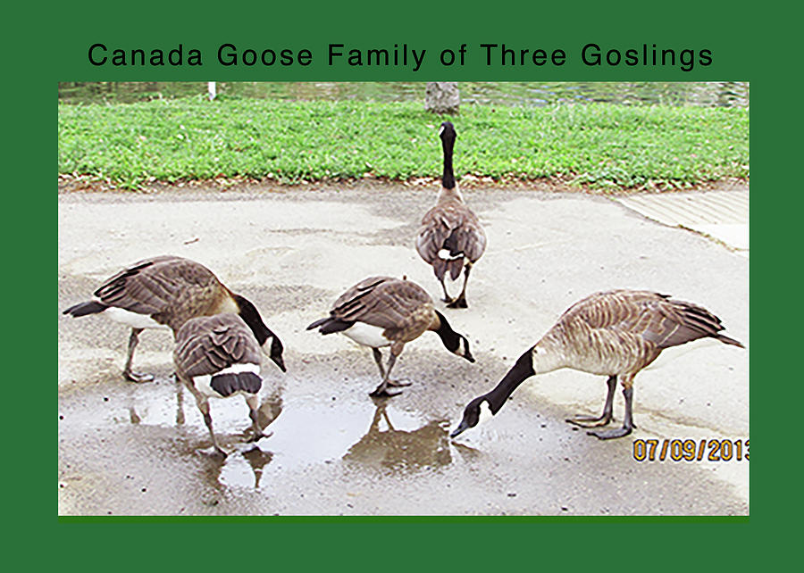 Canada Goose Family Of Three Goslings Digital Art