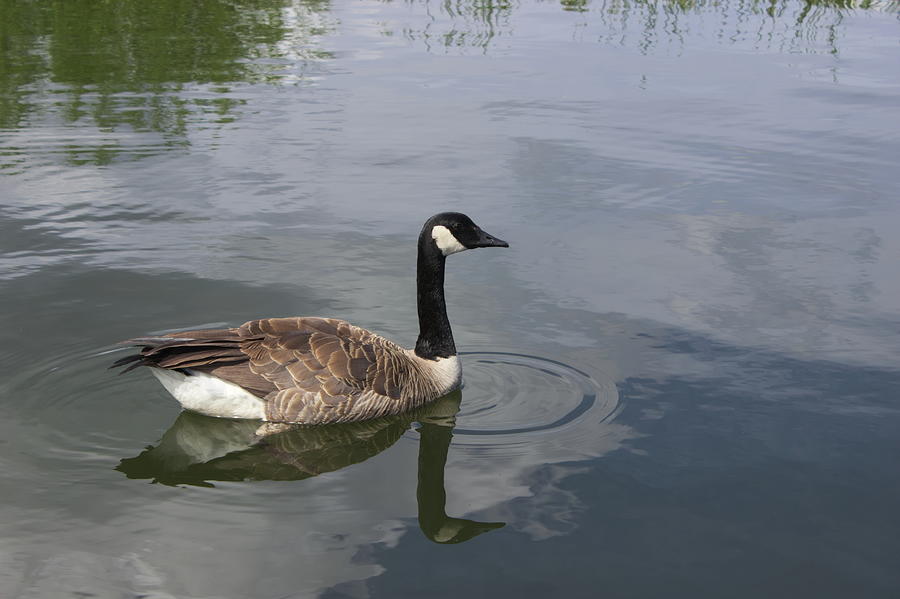 Canada Goose #5 Photograph by Jean Evans