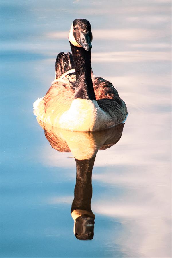 Canada Goose 2 Photograph by Mary Ann Artz