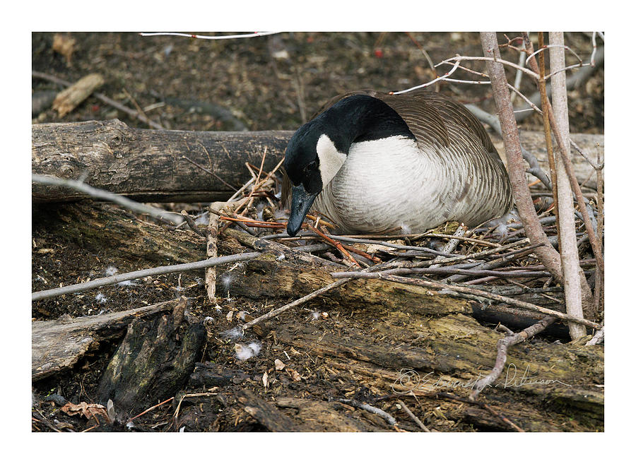 Canada Goose Nesting #1 Photograph by Ed Peterson