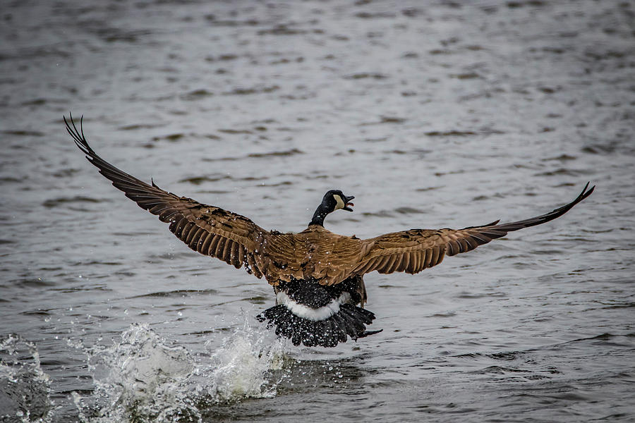 Canada Goose #2 Photograph by Ray Congrove