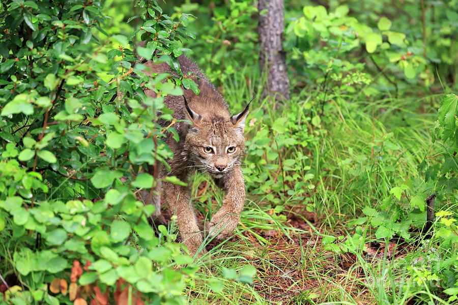 Canada Lynx #1 Photograph by Louise Heusinkveld