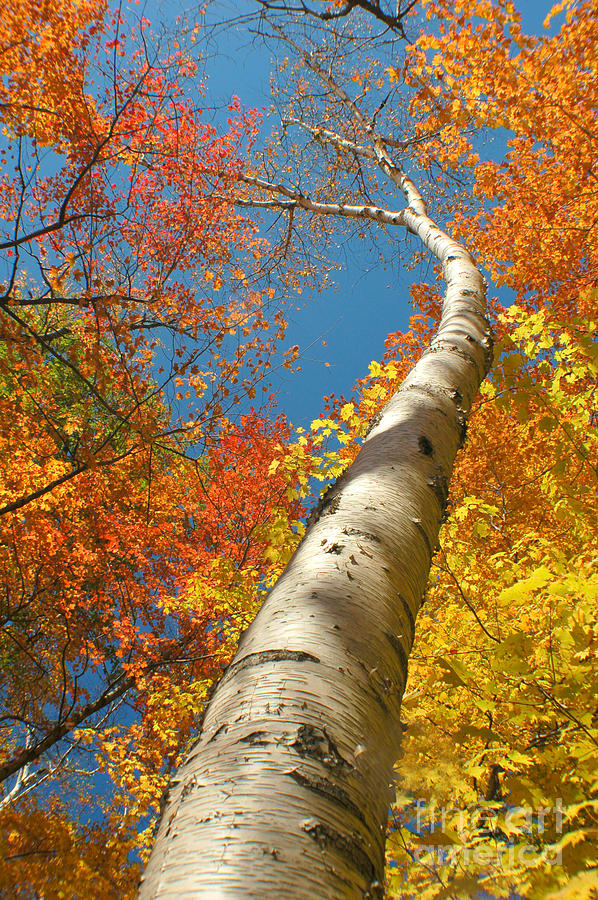 Canadian autumn Photograph by Mircea Costina Photography - Fine Art America