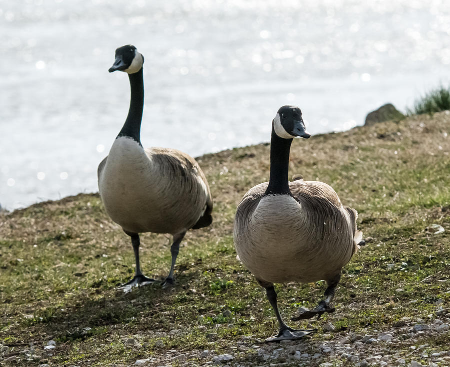 Canada Geese      Photograph by Holden The Moment