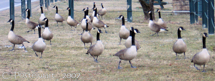 Bird Photograph - Canadian Geese #1 by Carolyn Postelwait