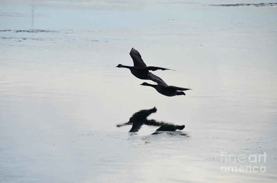 Canadian Geese Photograph by Randy J Heath