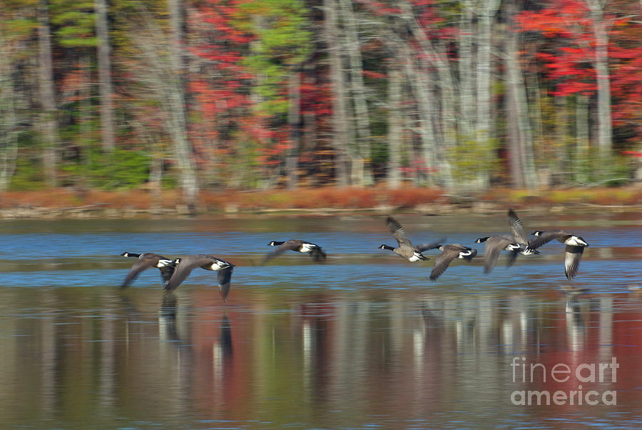 Canadian Geese Reflection Photograph by Karen Jorstad