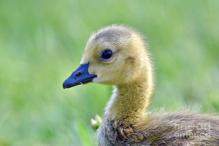 Canadian goose chick Photograph by JL Images - Fine Art America