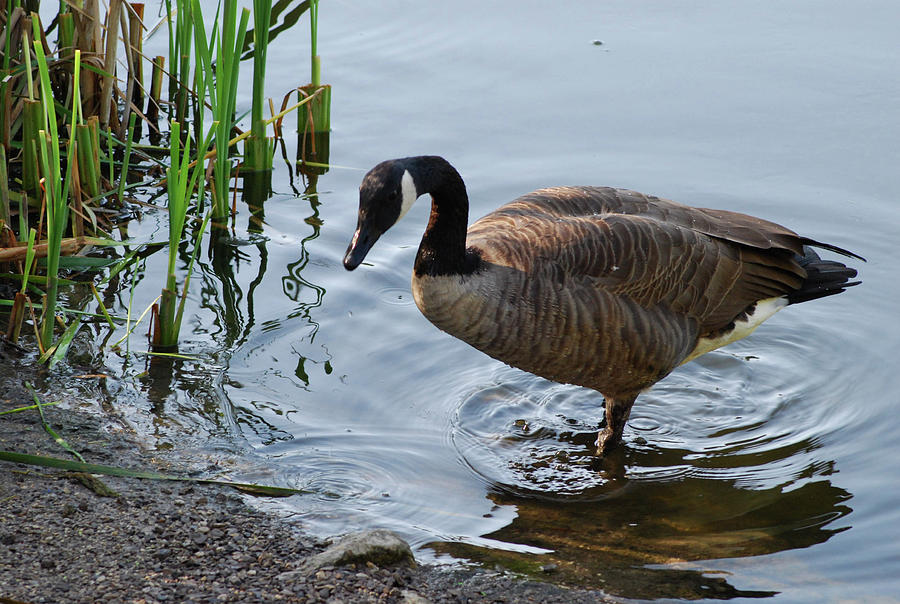 Canadian Goose #1 Photograph by Ee Photography