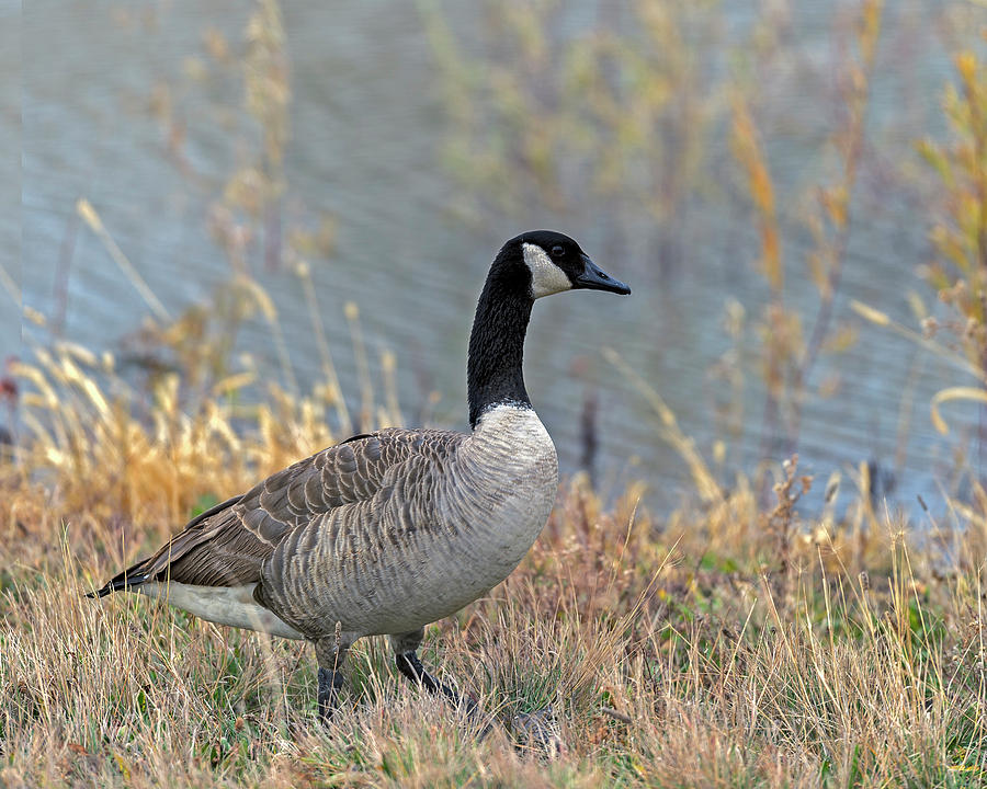 Canada Goose  Photograph by Gary Langley
