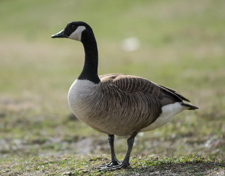 Canada Goose on the Lookout Photograph by Holden The Moment