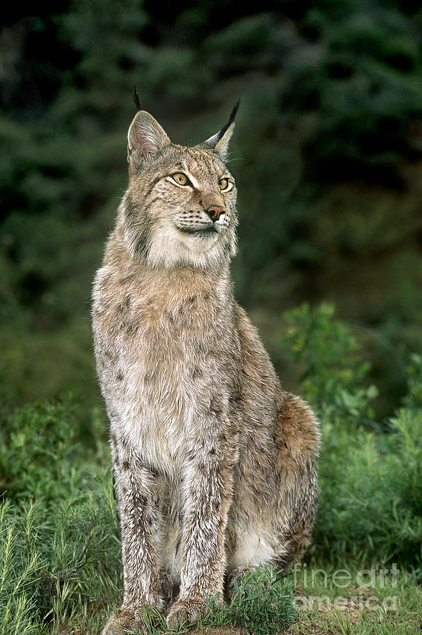 Canadian Lynx Felis Lynx Wildlife Rescue #2 Photograph by Dave Welling