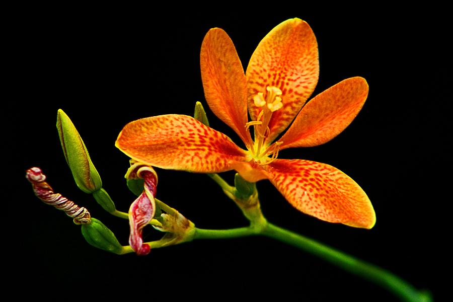 Lily Photograph - Candy Lily #2 by Kathryn Meyer