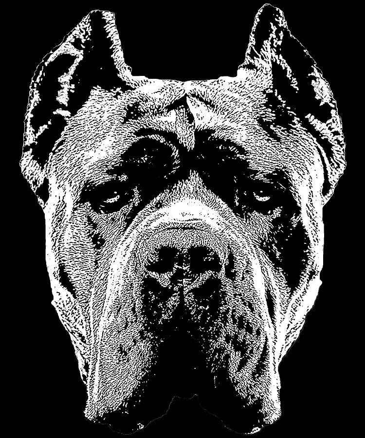 cane corso italian mastiff pics