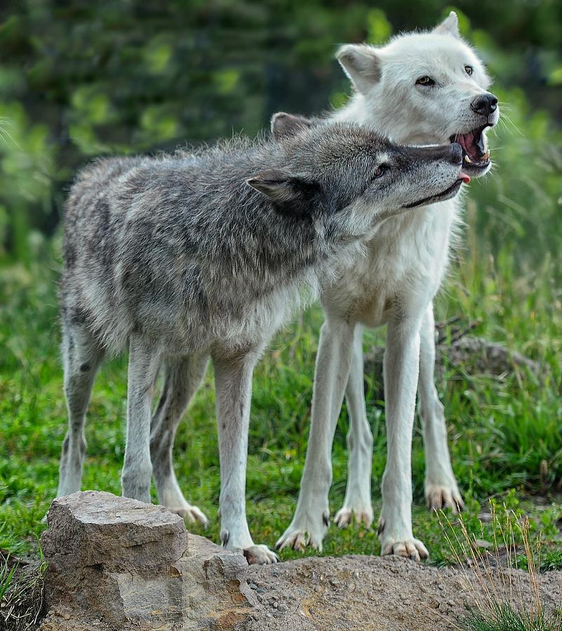 Canis Lupus Love Photograph by Philip Kuntz - Fine Art America