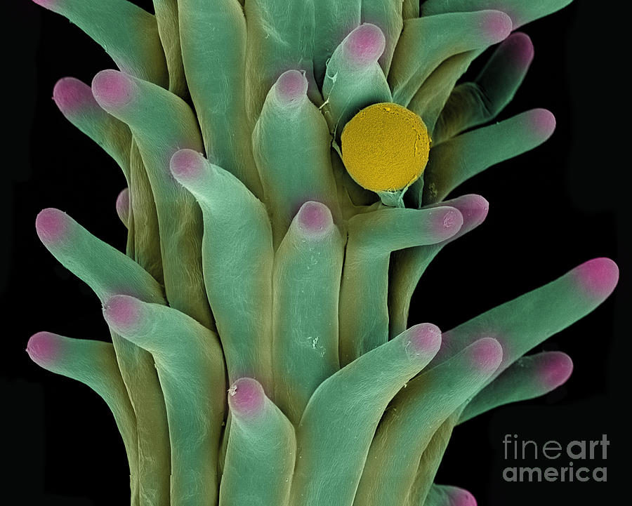 Cannabis Pollen in Stigma #1 Photograph by Ted Kinsman