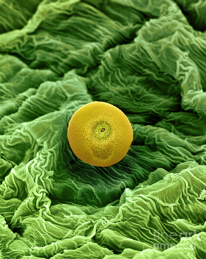 Cannabis Pollen #1 Photograph by Ted Kinsman