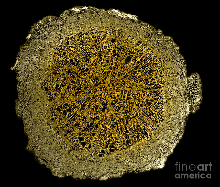 Cannabis Root, SEM #1 Photograph by Ted Kinsman
