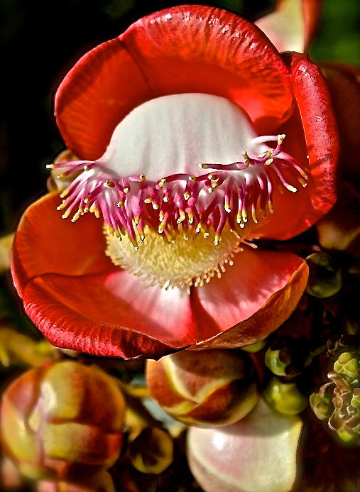 Couroupita Guianensis Photograph - Cannonball Tree Flower by Venetia Featherstone-Witty