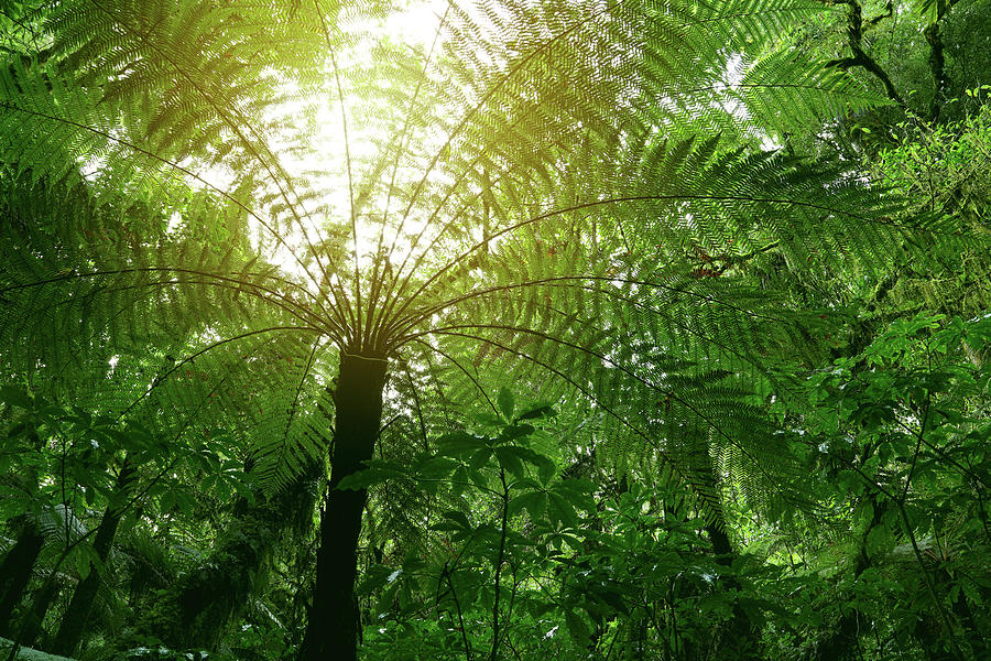 Canopy of jungle #1 Photograph by Les Cunliffe