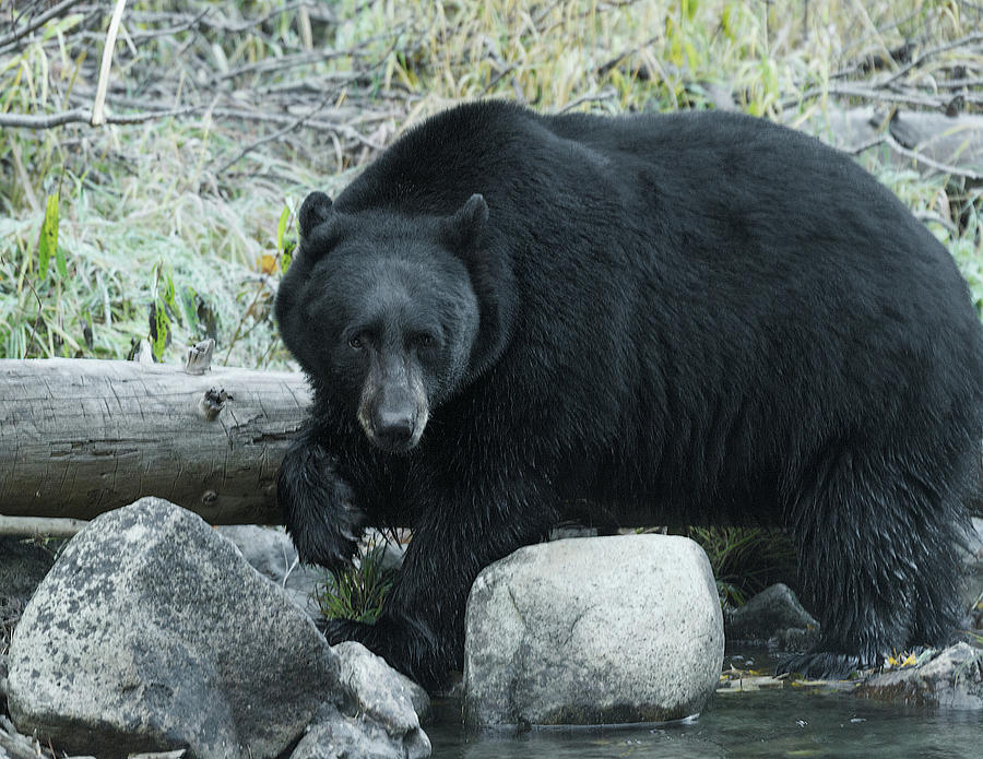 Black Bear Photograph - Cant Take My Eyes Off Of You by Dennis Bolton Black Bear Photograph - Cant Take My Eyes Off Of You by Dennis Bolton